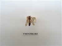 藏品(叉胸異腹胡蜂)的圖片